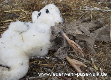 Foto: &copy; Copyright: FF Pasewalk, Verwendung nur in den engen Grenzen des Urheberrechtes, und nur mit Zustimmung des Autors erlaubt!