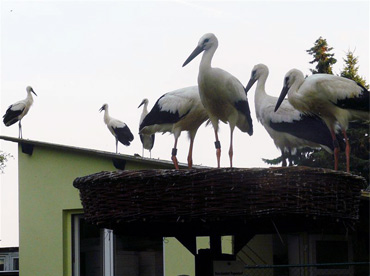 Foto: &copy; Copyright: J. Kr�ger, Verwendung nur in den engen Grenzen des Urheberrechtes, und nur mit Zustimmung des Autors erlaubt!